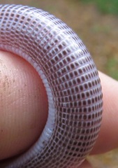 Amphisbaena brasiliana