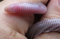 Amphisbaena brasiliana