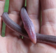 Amphisbaena brasiliana
