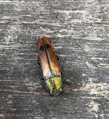 Buprestis viridisuturalis