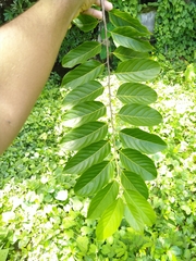 Cananga odorata