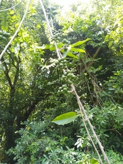 Cananga odorata