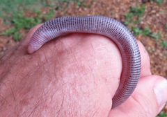 Amphisbaena brasiliana