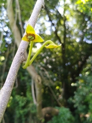 Cananga odorata