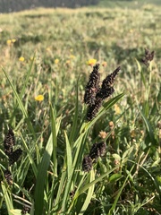 Carex scopulorum scopulorum