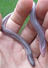 Amphisbaena brasiliana