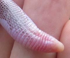 Amphisbaena brasiliana