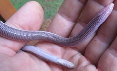 Amphisbaena brasiliana