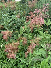 Filipendula rubra