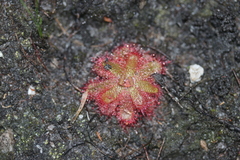 Drosera trinervia