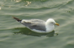 Larus argentatus × glaucescens