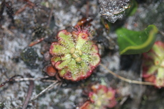 Drosera xerophila