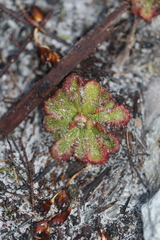 Drosera xerophila