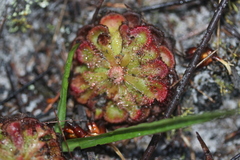 Drosera xerophila