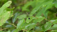 Anisogomphus anderi