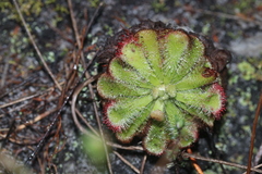 Drosera xerophila