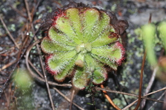 Drosera xerophila