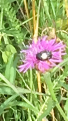 Oxythyrea funesta