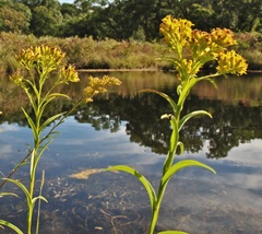 Solidago riddellii