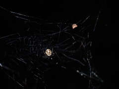 Parasteatoda cingulata