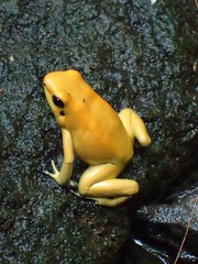Phyllobates terribilis