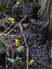 Phyllobates terribilis