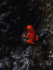 Phyllobates terribilis