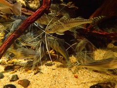 Pimelodus pictus
