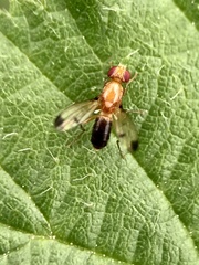Opomyzoidea