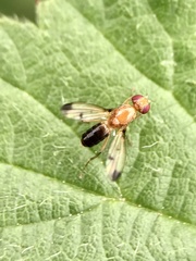 Opomyzoidea