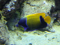 Pomacanthus navarchus