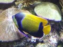 Pomacanthus navarchus