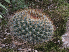 Mammillaria wiesingeri