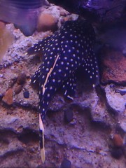 Baryancistrus xanthellus