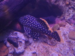 Baryancistrus xanthellus