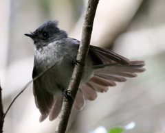 Trochocercus cyanomelas cyanomelas
