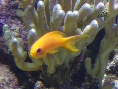 Pseudanthias
