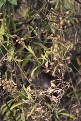Verbesina virgata