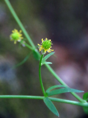 Ranunculus allegheniensis
