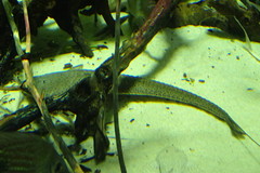 Pseudohemiodon laticeps