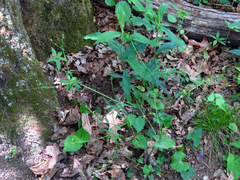 Ranunculus allegheniensis