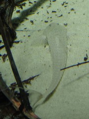 Pseudohemiodon laticeps