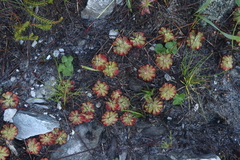 Drosera xerophila