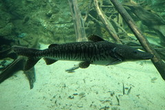Pseudoplatystoma fasciatum
