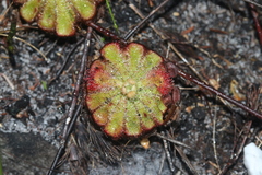 Drosera xerophila