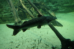 Pseudoplatystoma fasciatum