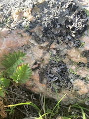 Umbilicaria virginis