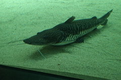 Pseudoplatystoma fasciatum