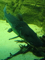 Pseudoplatystoma fasciatum