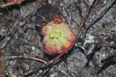 Drosera xerophila